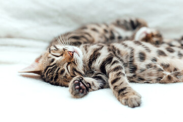 Little bengal kitten on the white fury blanket