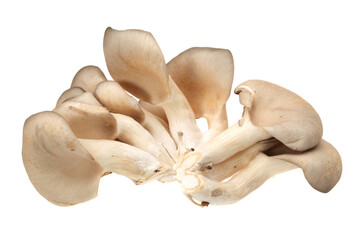 Fototapeta premium mushrooms on a white background