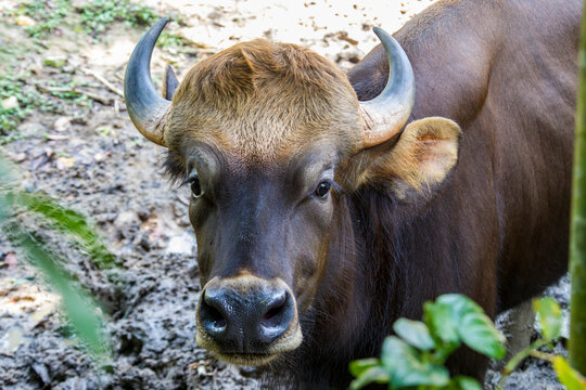 The closeup image of Malayan Gaur (Bos gaurus hubbacki). It is one of the most impressive of all the large mammals in Malaysia. It was considered to range in Peninsular Malaysia