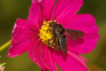 Hornet on a violet cosmos flower