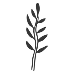 Obraz premium Floral plant, branch in doodle style isolated on white background. Elegant design decoration, element. 