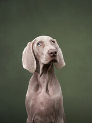 weimaraner puppy on a green canvas background. Funny dog in the studio - obrazy, fototapety, plakaty