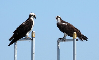 A mated pair of Osprey at the Jamestown Ferry terminal in Surry County, Virginia.