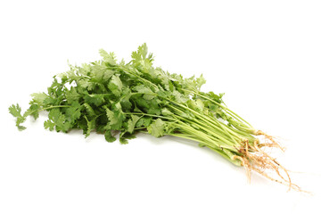 Coriander on a white background