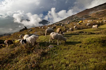 Papier Peint photo Himalaya Sheeps grazing in a meadow in Himachal Pradesh, Indian Himalayas.