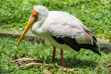 The yellow-billed stork (Mycteria ibis) is a large African wading stork species in the family Ciconiidae. It is widespread in regions south of the Sahara and also occurs in Madagascar.