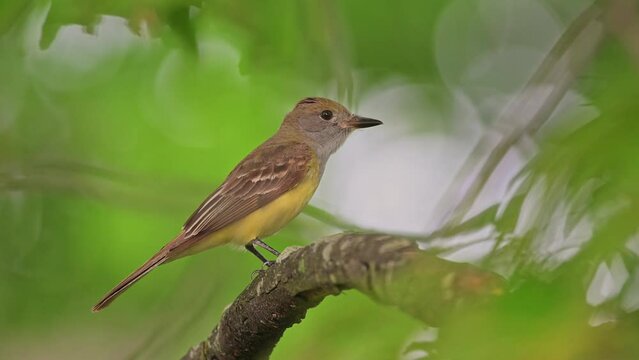 Flycatcher is on an exposed perch, high up in the tree top.Close up of great crested flycatcher with distinct wide opening eyes on a rainy and windy day.looking around and fly away.