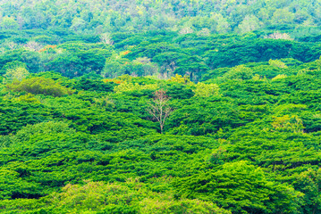 Green trees of tropical forest view from mountain peak, Aerial view of jungle, forest for...