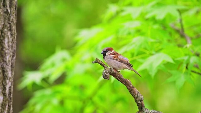 Sparrow stretching legs, wings and fly away. Panning shot of male house sparrow in breeding plumage.4k clip.