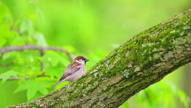 House sparrow is perching on the tree branch and clicking the beak rapidly. Panning shot.looking around and fly way.Male Passer domesticus.