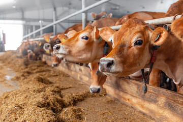 Cows jersey looks into frame with smart collar in modern farm livestock husbandry animal - obrazy, fototapety, plakaty