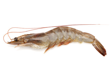 shrimp isolated on white background