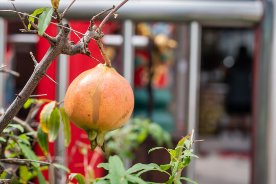 Red pomegranate on a tree
