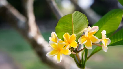 Zelfklevend Fotobehang Beautiful Frangipani yellow and white petal color, Plumeria flower bouquet with green natural background © Saranya