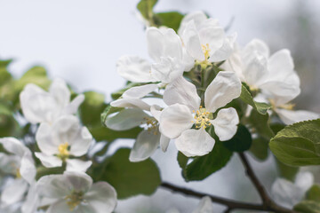 Fototapeta na wymiar Kwiat jabłoni. Gałąź delikatnych wiosennych białych kwiatów jabłoni na rozmytym w nieostrości tle 