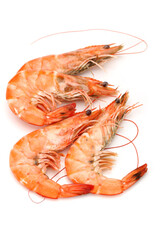 shrimps on a white background
