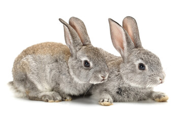 Fototapeta premium Two grey rabbit isolated on white