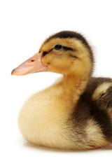 Duckling on white background 