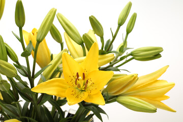 Fototapeta na wymiar Yellow tiger lily on white background