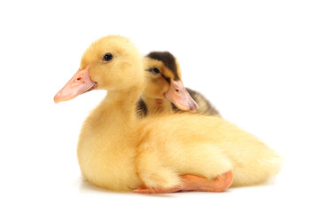 Duckling on white background 