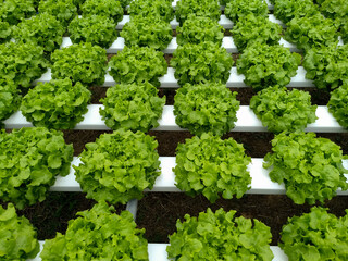 Vegetable hydroponic system,green cos lettuce salad growing garden hydroponic farm plants on water without soil agriculture in the greenhouse organic for health food