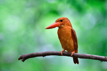 front or chest view of ruddy kingfisher, bright brown with big red beaks bird perching on wooden branch over green blur background