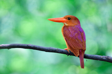 lovely brown to red bird with back view of purple feathers while perching on wooden branch over far green background in forest, ruddy kingfishe