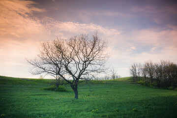 Obraz na płótnie Canvas Hills, sky and trees in spring without leaves like in Portugal.