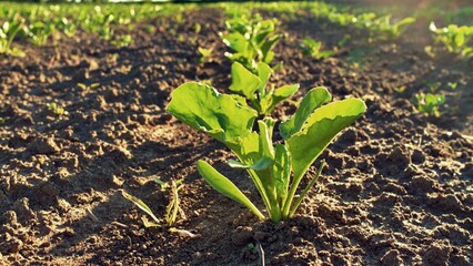 sprout growing in soil backlighted
