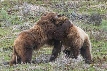 Fototapeta premium Wild grizzly bear cubs of the famous 