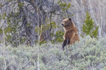 Obraz premium Wild grizzly bear cub of the famous 'Grizzly Bear 399' grazing in a field in Grand Teton National Park in Wyoming.