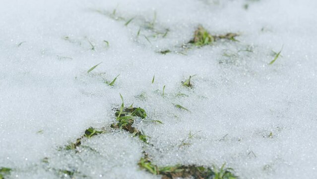 Early spring. Field with wheat under the snow. Winter crop wheat snowy field. Time lapse.