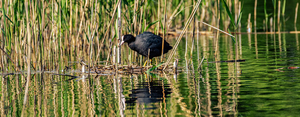 Blesshuhn brühtet am Ufer.