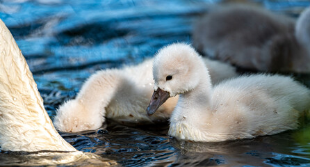 Die jungen Schwäne sind auf ihrem ersten Ausflug.