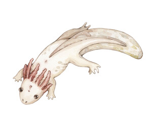 Watercolor illustration with vintage little albino axolotl, isolated on white background. Swamp collection.