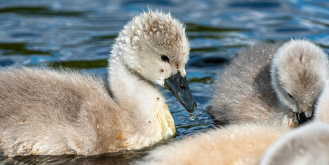 Die jungen Schwäne sind auf ihrem ersten Ausflug.