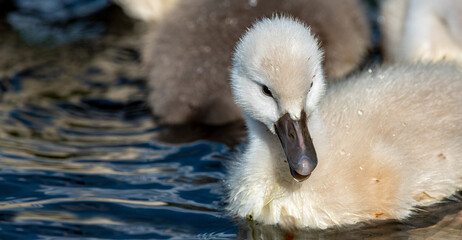 Die jungen Schwäne sind auf ihrem ersten Ausflug.
