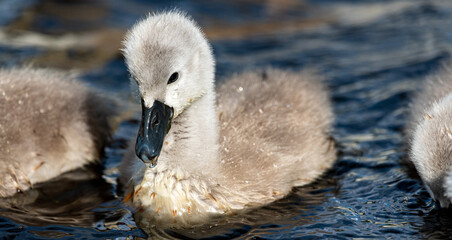 Die jungen Schwäne sind auf ihrem ersten Ausflug.