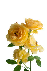 Yellow rose flower with branches and leaves. on isolated white background with clipping path.