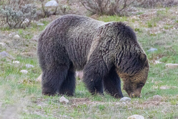 A wild grizzly bear known as 'Fritter' grazing in a field in Grand Teton National Park in Wyoming.