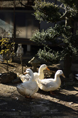 庭で過ごすアヒル、昭和のイメージ、ベンチ