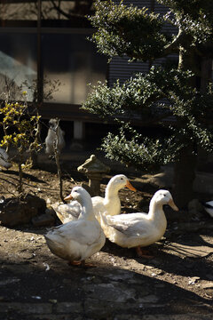 庭で過ごすアヒル、昭和のイメージ、ベンチ