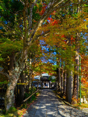 Approach to a temple with row of autumn leaves (Choanji temple, Hakone, Kanagawa, Japan)