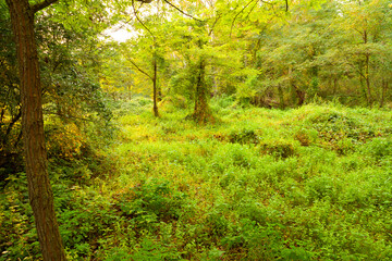 Interior de un bosque en verano al atardecer