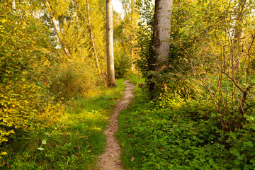 Sendero / camino en un bosque verde al altardecer (verano). Outdoor, al aire libre, aventura.