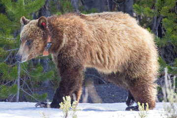 Wild grizzly bear cub of the famous 'Grizzly Bear 399' grazing in a field in Grand Teton National...