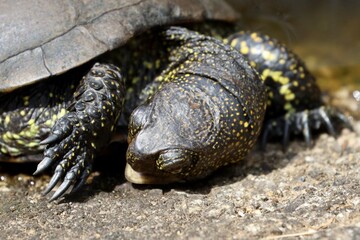 turtle at a pond on rock closeup sleeping like dead