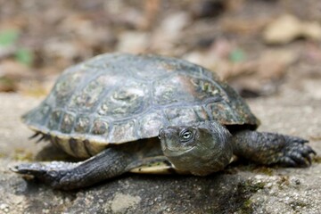 turtle at a pond on rock