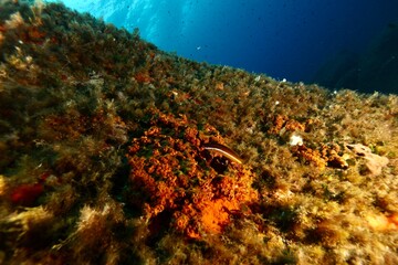 underwater wide angle view of reef and blue water  in the Mediterranean Sea of the cost of Corsica