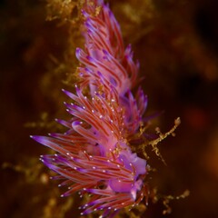 multi coloured nudibranch  in the Mediterranean Sea of the cost of Corsica